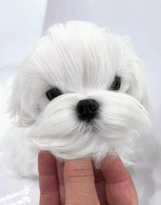 Prześlicznej urody piesek