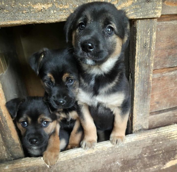 Szczeniak szuka domu, szczeniaki do adopcji