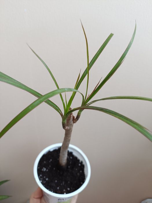 Драцена маргината