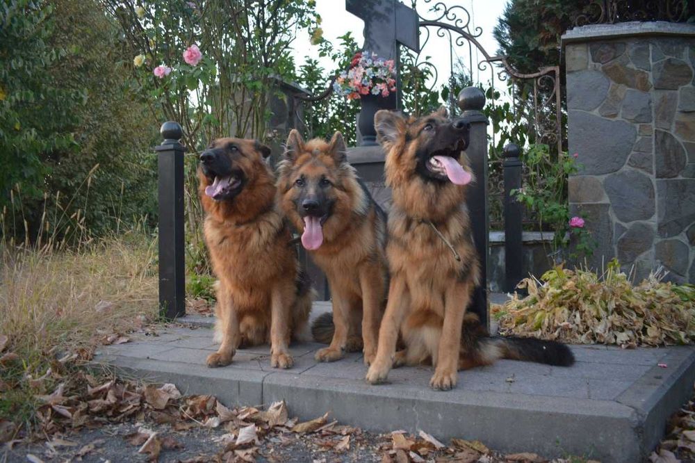 Продаються цуценята німецької вівчарки