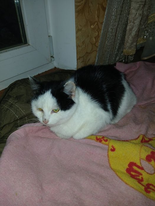 Спасіть кицю від холоду та голоду