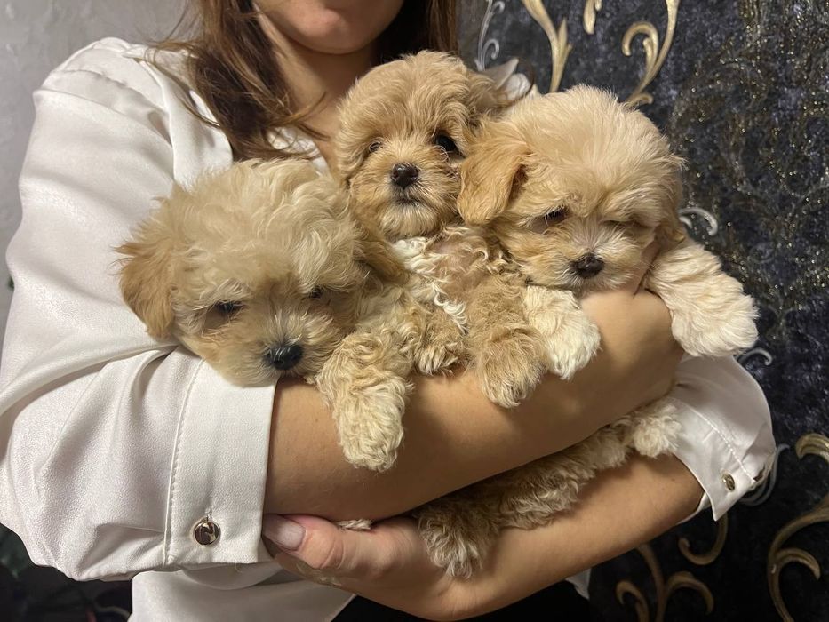 Мальтіпу Ф1 Наймиліше дітки модної дизайнерської породи