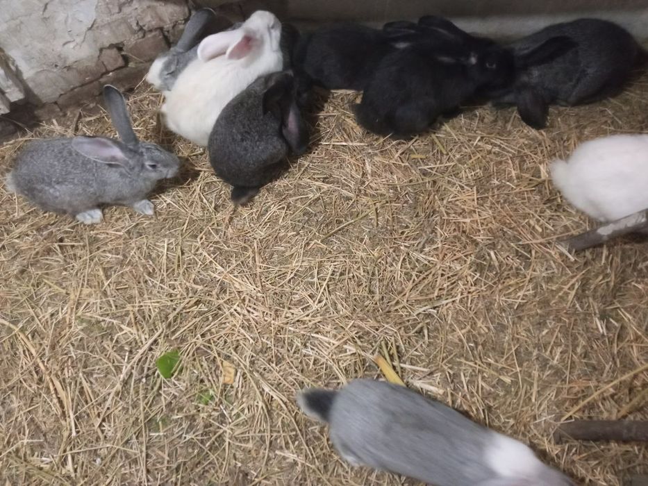 Продам кролики кролі, м'ясо кроля, тушка кролика