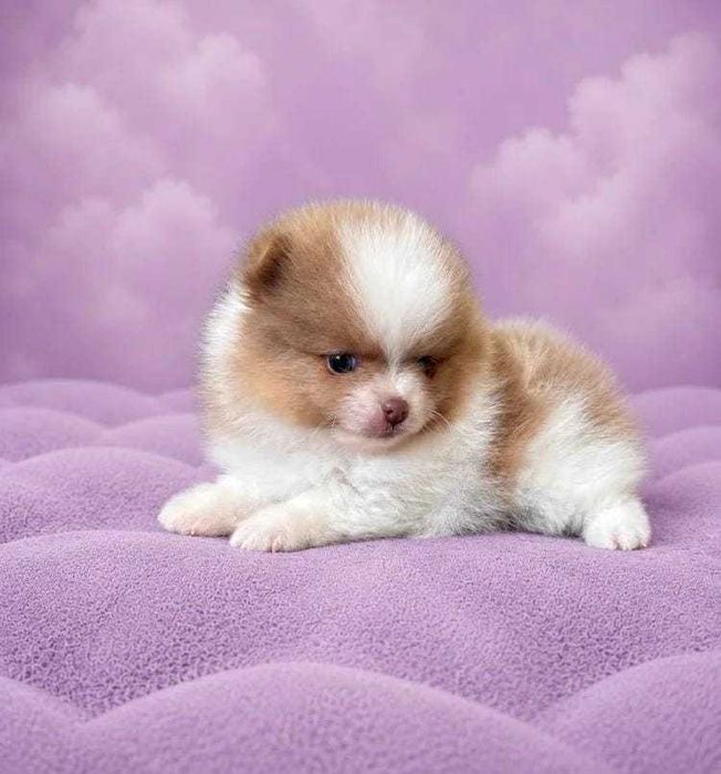 Linda cria fêmea de Lulu da Pomerânia