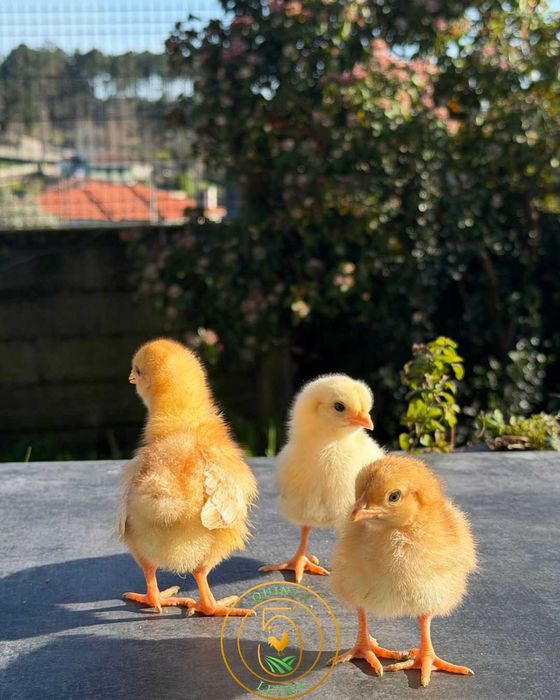 Pintos com 1 Semana – Comece Já a Sua Criação