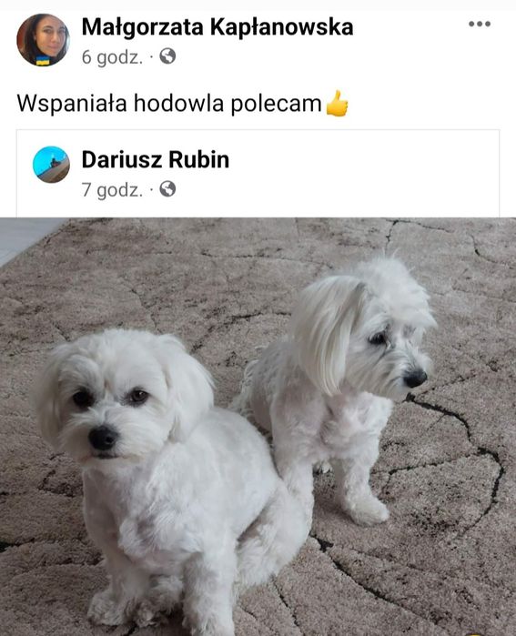 Piękny malutki Maltańczyk