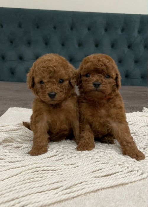 Той пудель гарні хлопці !