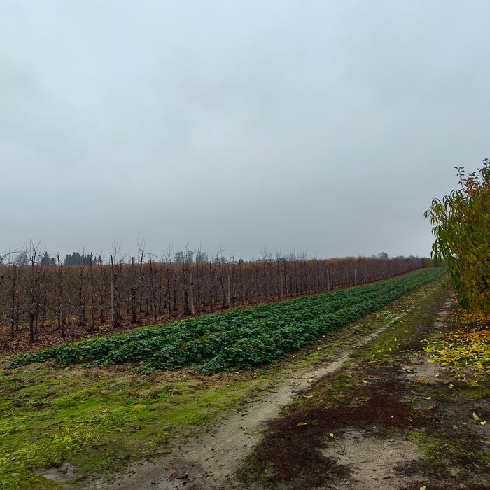 Sprzedam gospodarstwo