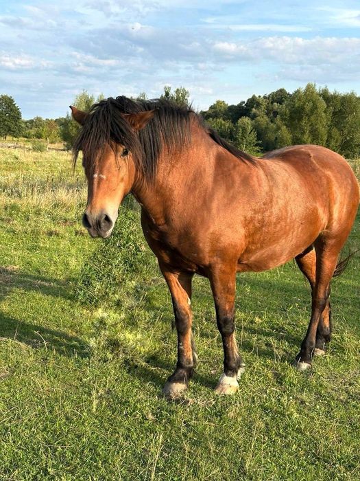 Кобила олександрійський породи