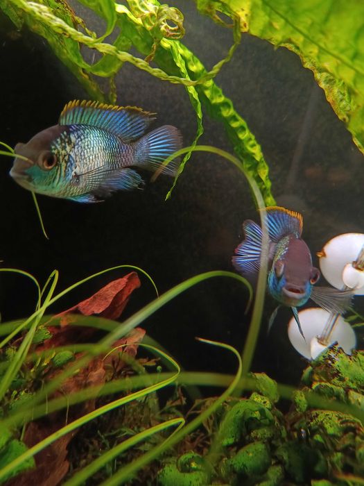 Pielęgnica Akara electric blue
