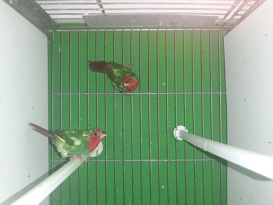 Diamantes papagaio panaché