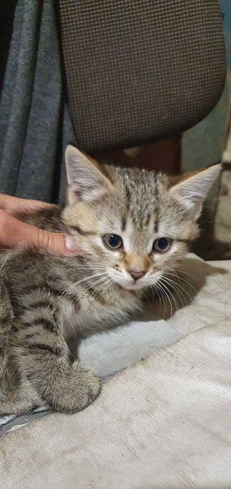 Отдам красивых котят
