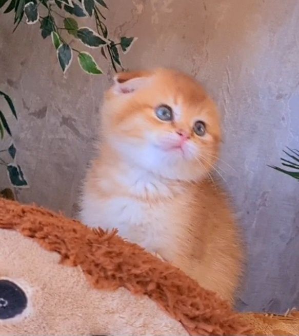 Золотая шиншилла мальчик