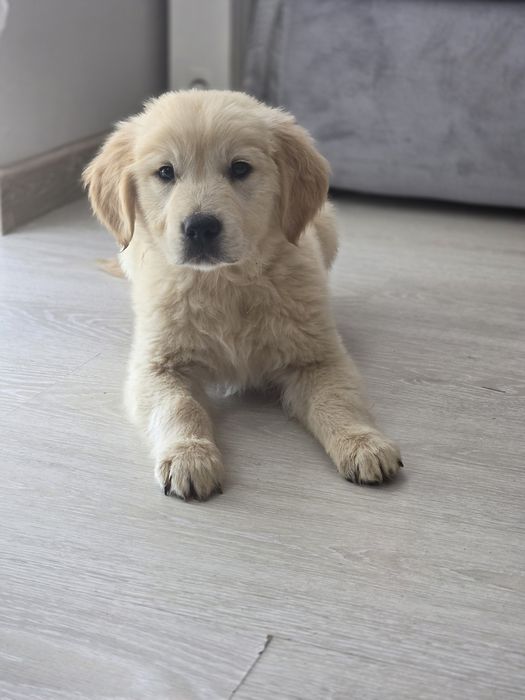 Golden Retriever suczka szczenię z metryką do odbioru