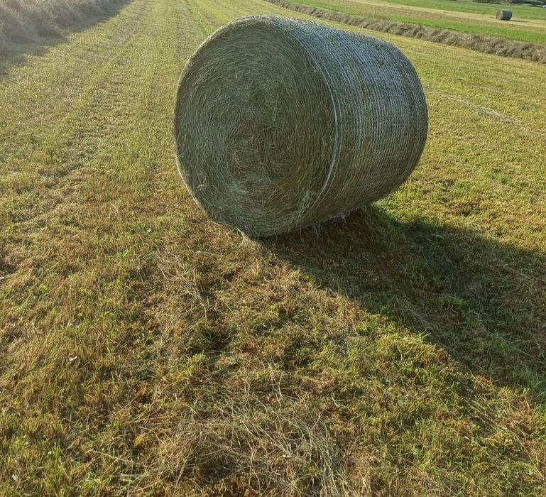 Bele sianokiszonka 1pokos