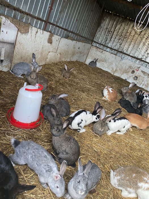 Króliki różne wielkości