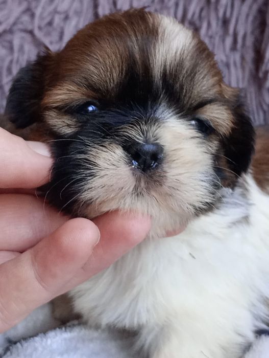 Shihtzu urocze dziewczyny do rezerwacji