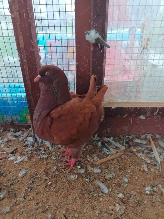 kingi gołebie rasowe