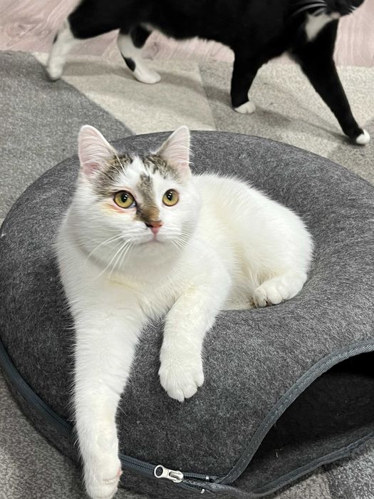 Fuksio słodziak do adopcji