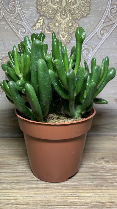 Красула Хоббіт /  Hobbit