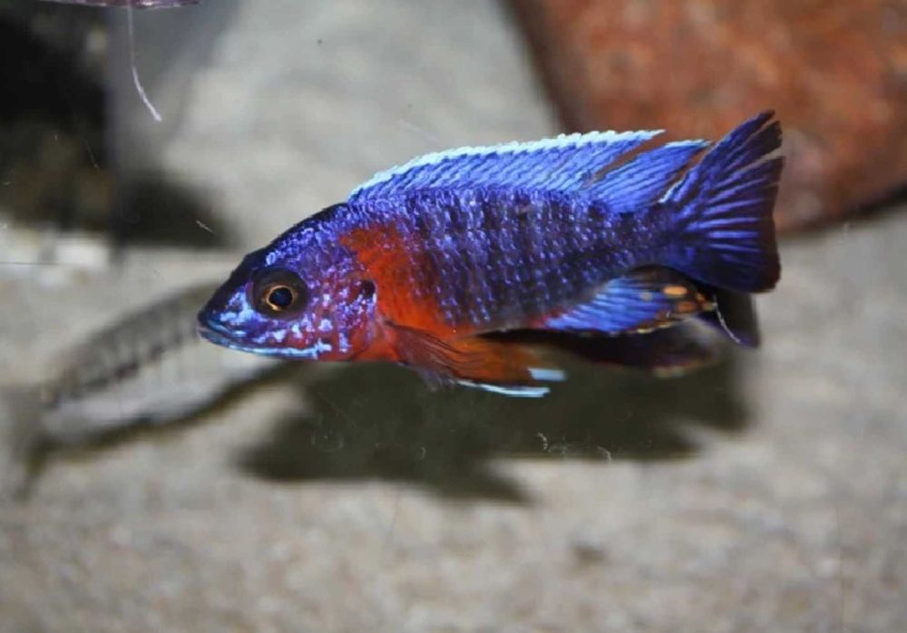 Aulonocara hansbaenschi RED FLUSH - SAMCE XXL - 10CM - wysyłka, dowóz