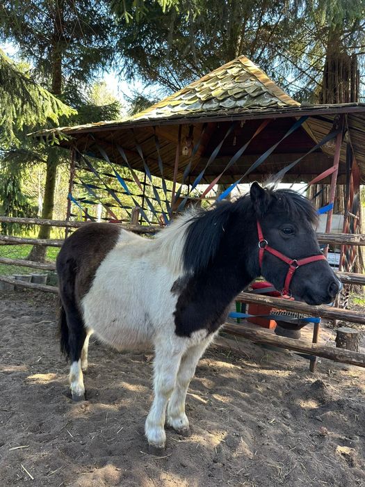 Kucyk roczny karosrokaty