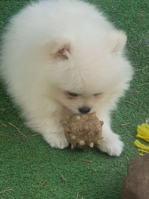 Szpic miniaturowy pomeranian/Malutki wesolek