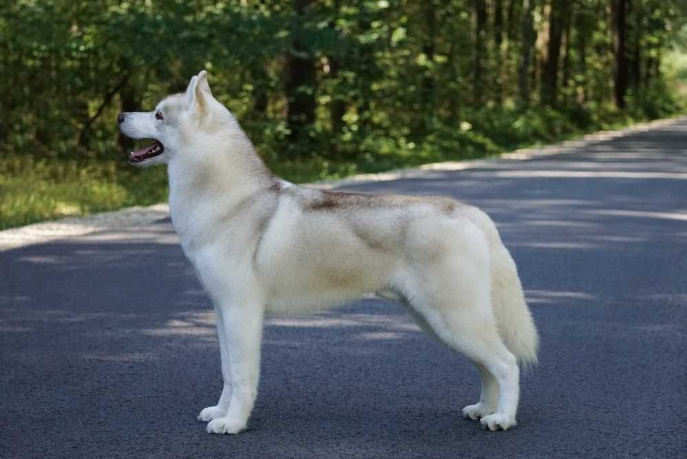 Piękne Siberian Husky  ZKwP po Grand Championach