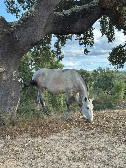 Égua Lusitana com 4 anos filha do Morante SS