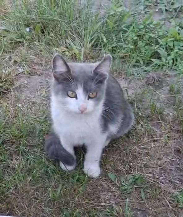 Котята в добрі руки