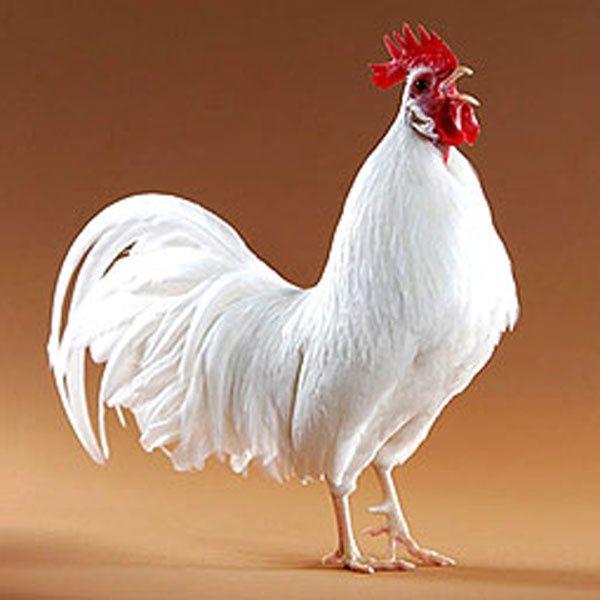 Kury nioski Messa i Leghorn Tworków