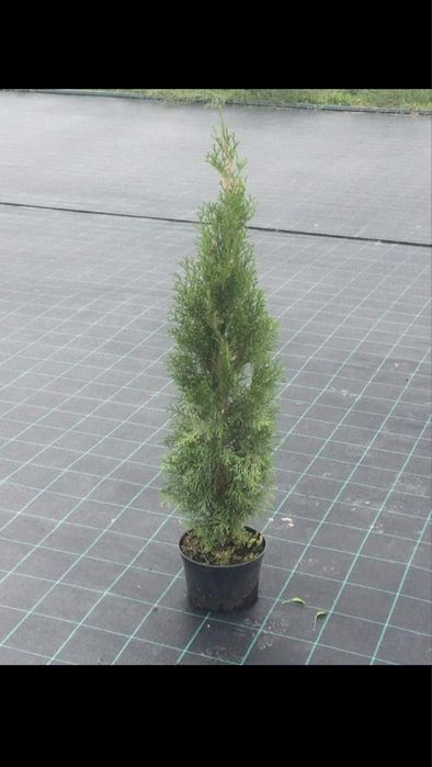 Tuja szmaragd 90-100 cm