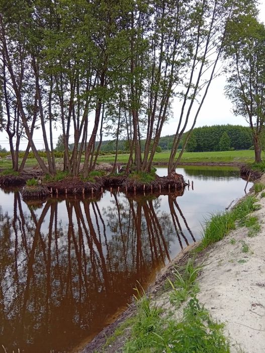 Faszynowanie zabespieczanie brzegów stawów jezior kopanie stawów