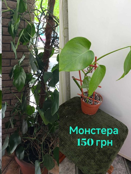 Кімнатні рослини