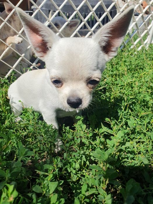 Мальчик чихуахуа гладкошерстный