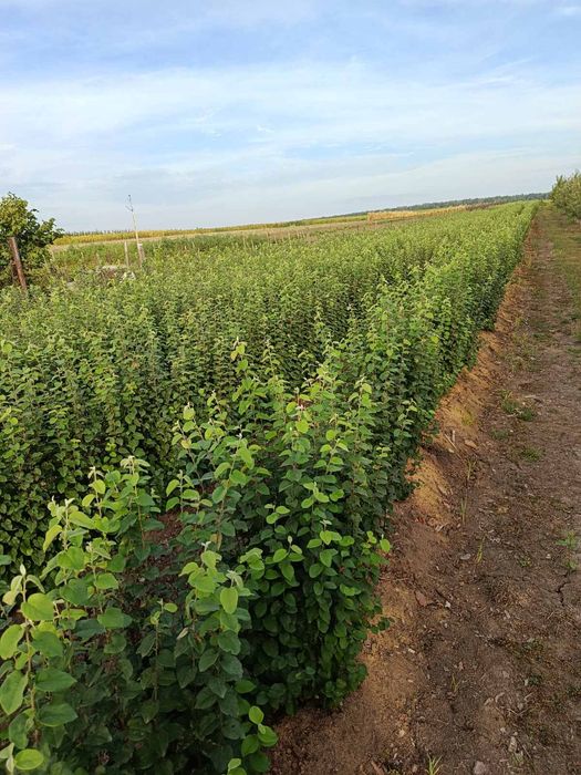 Продам підщепу Q-Eline , BA-29, М-9, 54-118