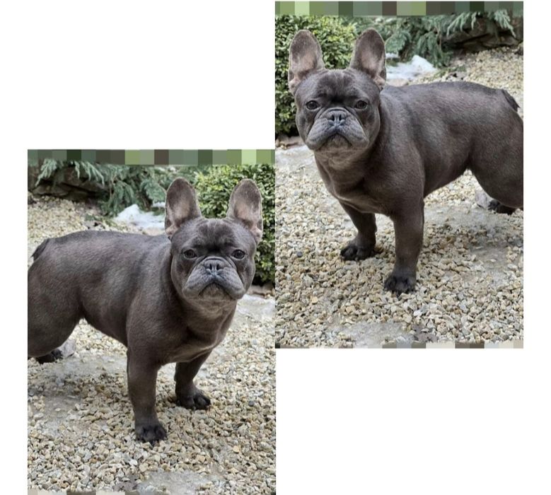 Французький Бульдог.