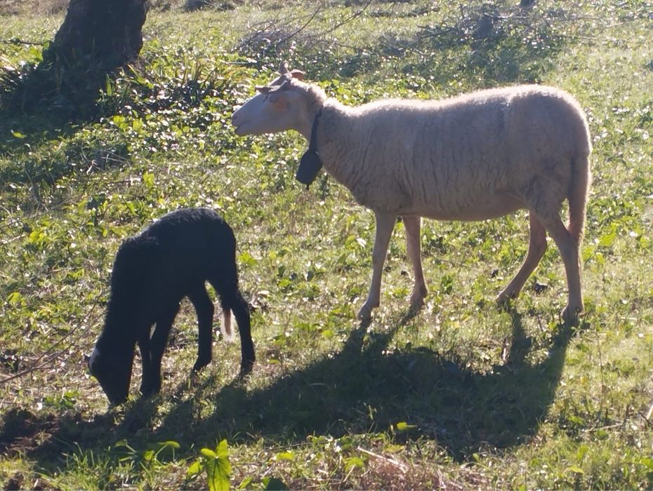 Vendo borrego bordaleiro serra da estrela puro