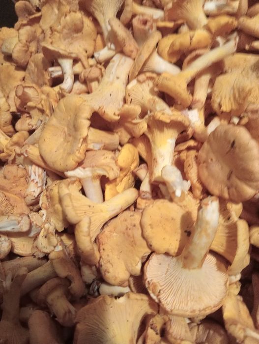 Grzyby kurki 3 kg wysyłka