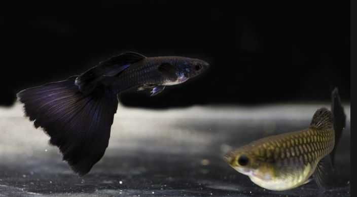 Gupiki Moskiewskie Czarne