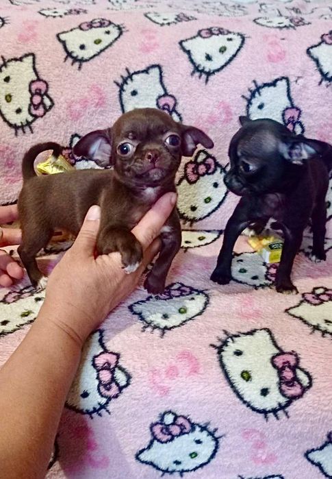 Цуценята чихуахуа міні