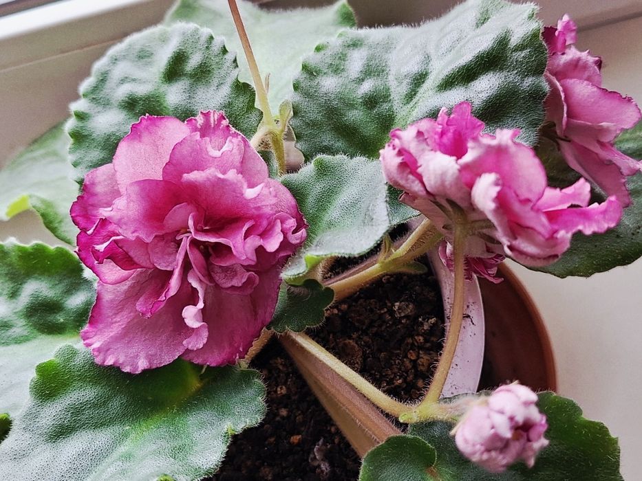 Сенполии фиалки сортовые, цветущие