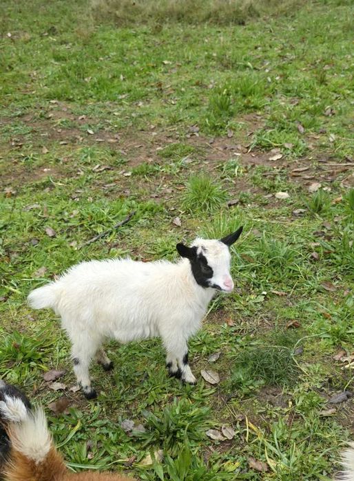 Reserva cabritos anões