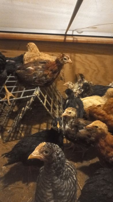 Frangos de várias raças cruzadas