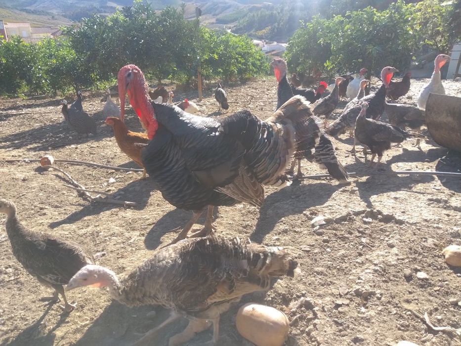 Perus e Fracas do Campo