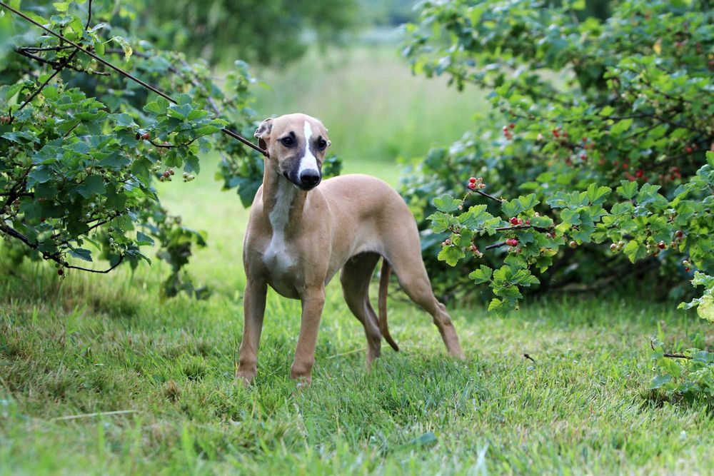 Whippet Chart angielski ZKwP/FCI śliczny piesek TOFFEE