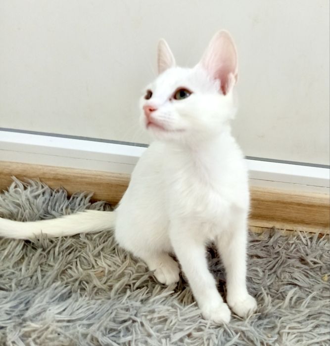 Белый глухой котенок 3,5мес біле кошеня котик котята белая кошечка біла кішечка