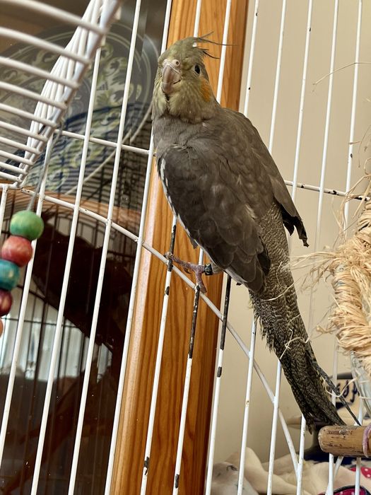 Vendo caturras. 3 fêmeas e o amarelo só com exame de ADN