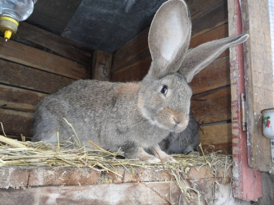 Фландр кролі змінять місце проживання