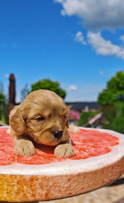 REZERWACJA**Cavapoo** cudowny piesek!
